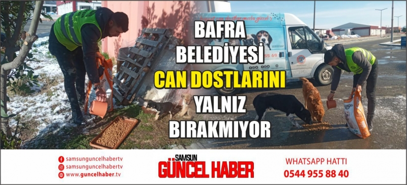 BAFRA BELEDİYESİ CAN DOSTLARINI YALNIZ BIRAKMIYOR