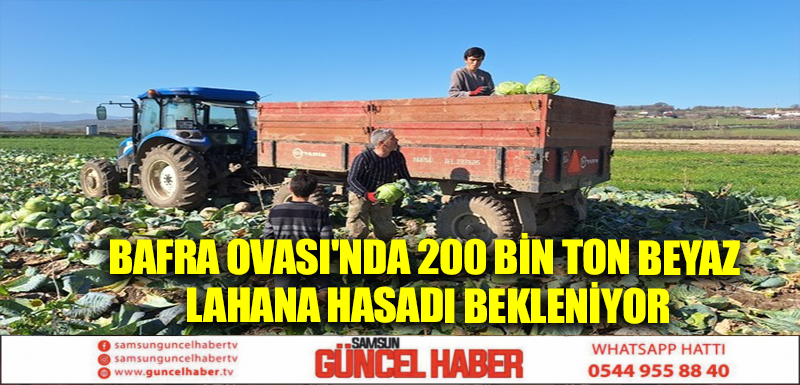 Bafra Ovası'nda 200 bin ton beyaz lahana hasadı bekleniyor