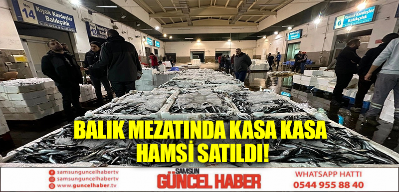 BALIK MEZATINDA KASA KASA HAMSİ SATILDI!