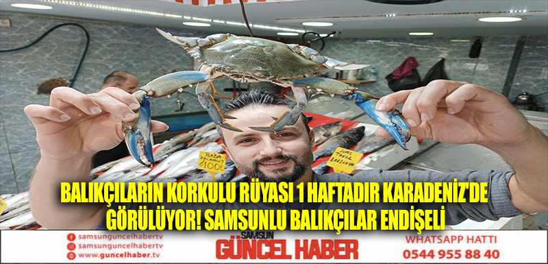 Balıkçıların korkulu rüyası 1 haftadır Karadeniz'de görülüyor! Samsunlu balıkçılar endişeli