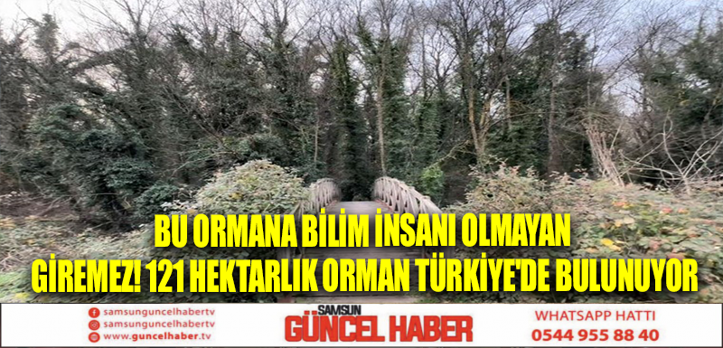 Bu ormana bilim insanı olmayan giremez! 121 hektarlık orman Türkiye'de bulunuyor