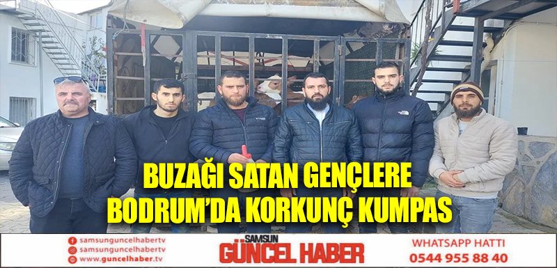 Buzağı satan gençlere Bodrum’da korkunç kumpas