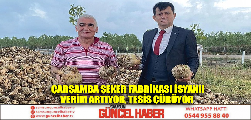 Çarşamba Şeker Fabrikası isyanı! Verim artıyor, tesis çürüyor  