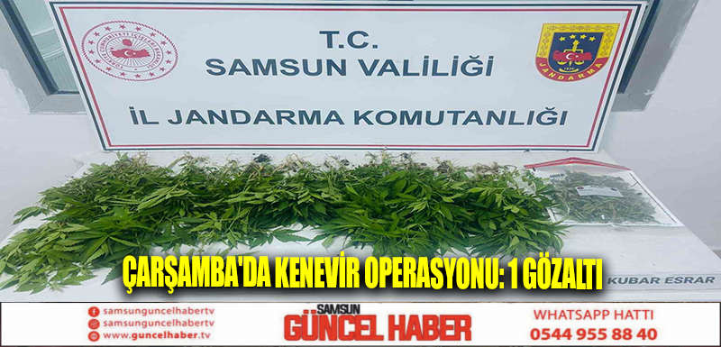 Çarşamba'da kenevir operasyonu: 1 gözaltı