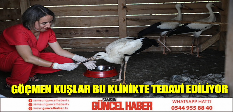 GÖÇMEN KUŞLAR BU KLİNİKTE TEDAVİ EDİLİYOR