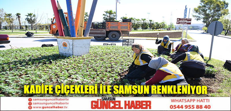 Kadife çiçekleri ile Samsun renkleniyor