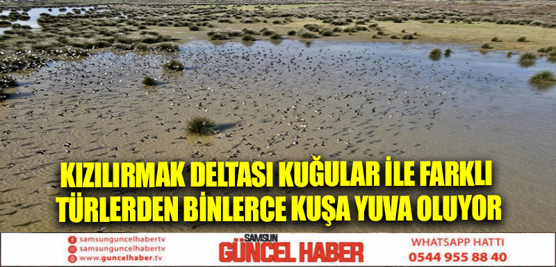 Kızılırmak Deltası kuğular ile farklı türlerden binlerce kuşa yuva oluyor