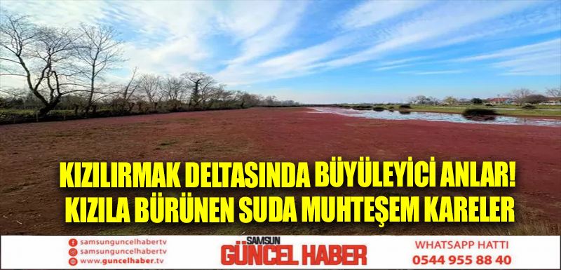 Kızılırmak Deltasında büyüleyici anlar! Kızıla bürünen suda muhteşem kareler