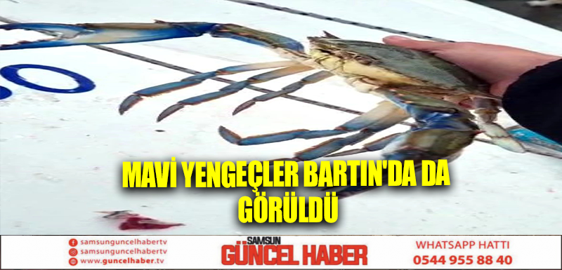 Mavi yengeçler Bartın'da da görüldü