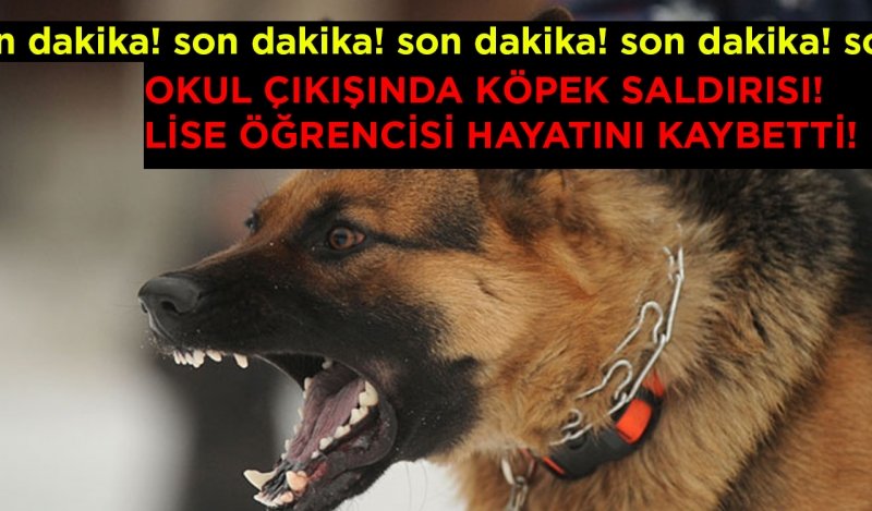 Okul Çıkışında Köpek Saldırısı ! Lise Öğrencisi Hayatını Kaybetti