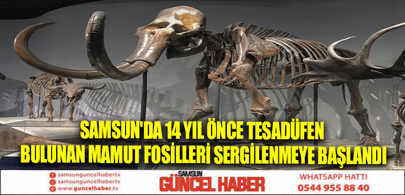 Samsun'da 14 yıl önce tesadüfen bulunan mamut fosilleri sergilenmeye başlandı