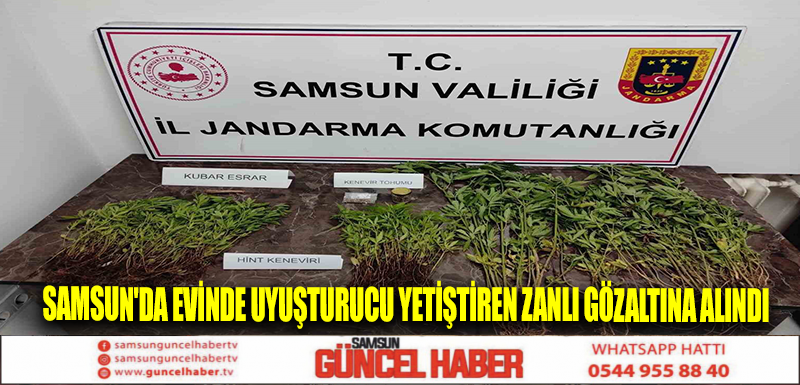 Samsun'da evinde uyuşturucu yetiştiren zanlı gözaltına alındı