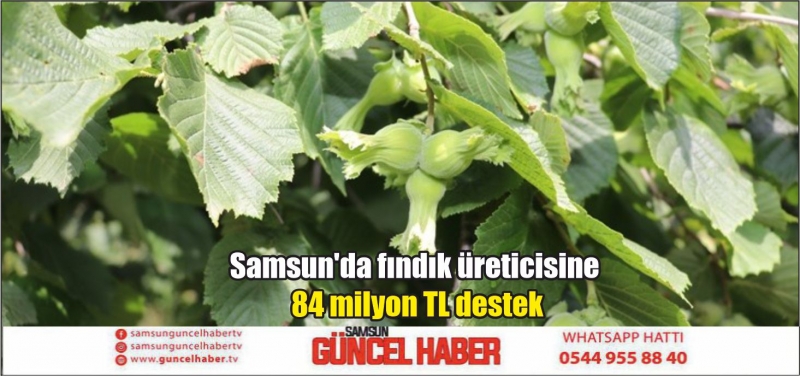 Samsun'da fındık üreticisine 84 milyon TL destek