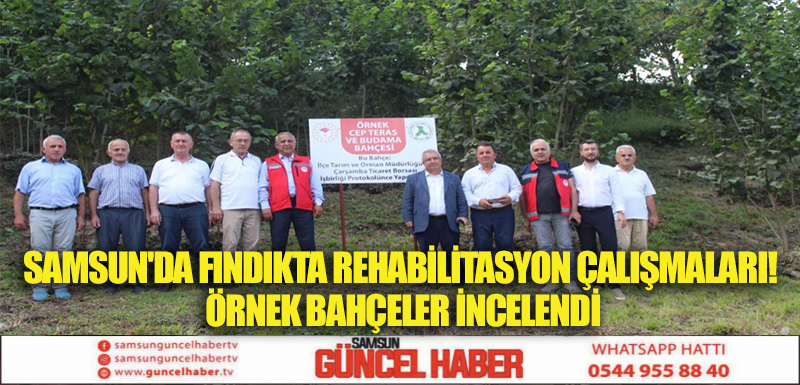 SAMSUN'DA FINDIKTA REHABİLİTASYON ÇALIŞMALARI! ÖRNEK BAHÇELER İNCELENDİ