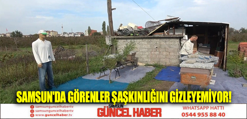 Samsun'da görenler şaşkınlığını gizleyemiyor!