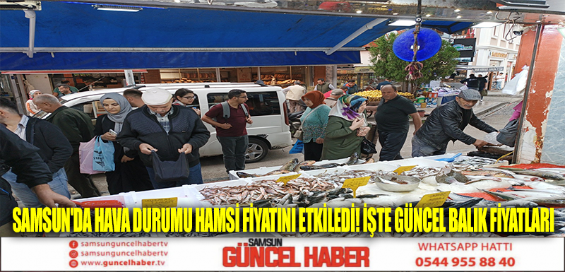 Samsun'da hava durumu hamsi fiyatını etkiledi! İşte güncel balık fiyatları