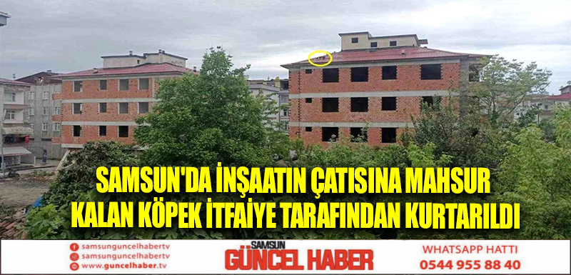 Samsun'da İnşaatın Çatısına Mahsur Kalan Köpek İtfaiye Tarafından Kurtarıldı