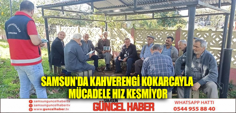 Samsun'da kahverengi kokarcayla mücadele hız kesmiyor