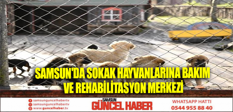 Samsun'da Sokak Hayvanlarına Bakım ve Rehabilitasyon Merkezi