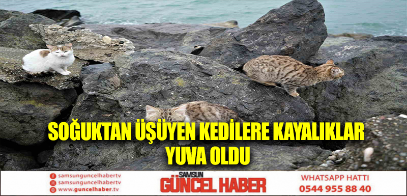 Soğuktan üşüyen kedilere kayalıklar yuva oldu