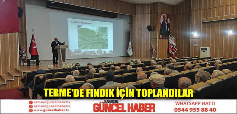 Terme'de fındık için toplandılar