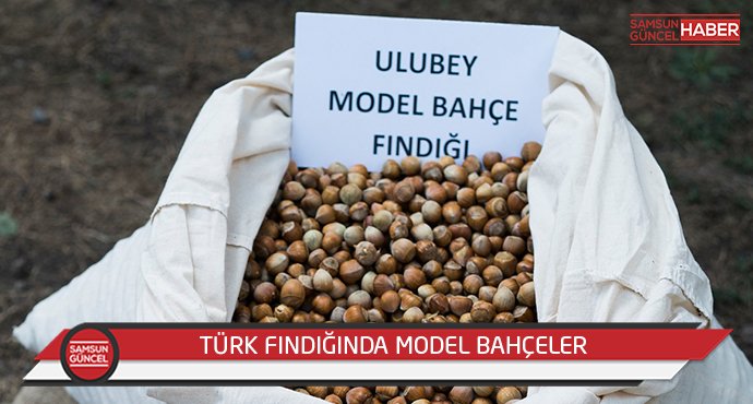 Türk fındığında Model Bahçeler