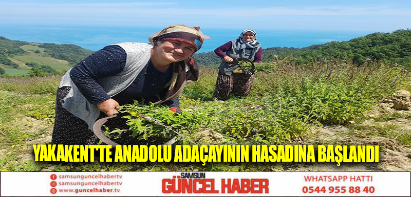 Yakakent'te Anadolu adaçayının hasadına başlandı