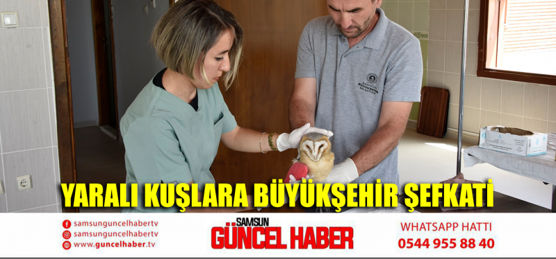 YARALI KUŞLARA BÜYÜKŞEHİR ŞEFKATİ