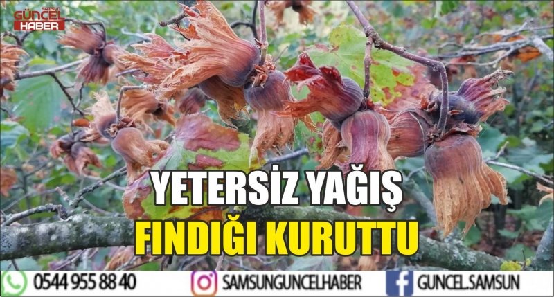 YETERSİZ YAĞIŞ FINDIĞI KURUTTU