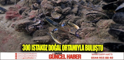 300 ISTAKOZ DOĞAL ORTAMIYLA BULUŞTU