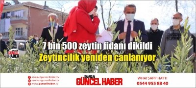 7 bin 500 zeytin fidanı dikildi: Zeytincilik yeniden canlanıyor