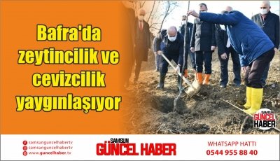 Bafra'da zeytincilik ve cevizcilik yaygınlaşıyor 