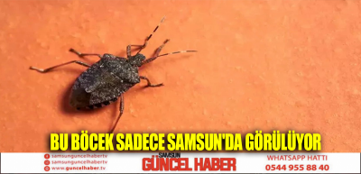 BU BÖCEK SADECE SAMSUN'DA GÖRÜLÜYOR