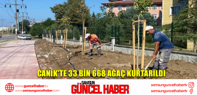 Canik'te 33 bin 668 Ağaç Kurtarıldı