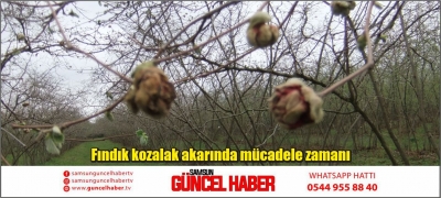 Fındık kozalak akarında mücadele zamanı