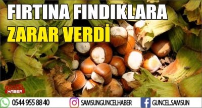 FIRTINA FINDIKLARA ZARAR VERDİ