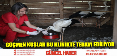 GÖÇMEN KUŞLAR BU KLİNİKTE TEDAVİ EDİLİYOR