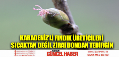 Karadeniz'li fındık üreticileri sıcaktan değil zirai dondan tedirgin