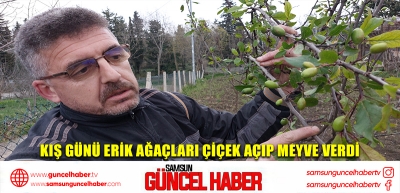 Kış günü erik ağaçları çiçek açıp meyve verdi