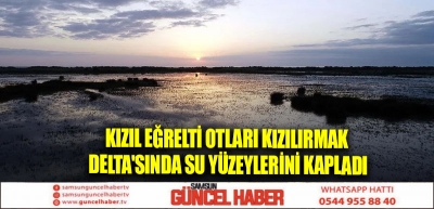 Kızıl eğrelti otları Kızılırmak Delta'sında su yüzeylerini kapladı