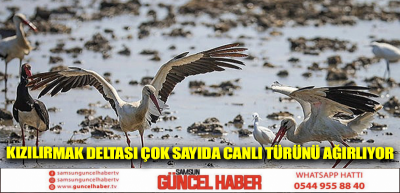 Kızılırmak Deltası çok sayıda canlı türünü ağırlıyor