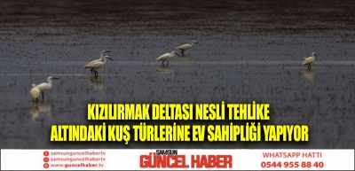 Kızılırmak Deltası nesli tehlike altındaki kuş türlerine ev sahipliği yapıyor