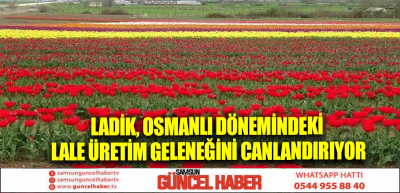 Ladik, Osmanlı Dönemindeki Lale Üretim Geleneğini Canlandırıyor