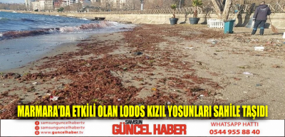 Marmara’da etkili olan lodos kızıl yosunları sahile taşıdı