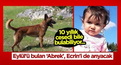 Minik Ecrin'i 'Abrek' arıyacak