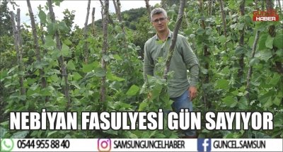 NEBİYAN FASULYESİ GÜN SAYIYOR