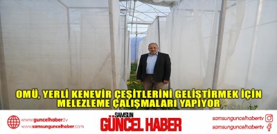 OMÜ, Yerli Kenevir Çeşitlerini Geliştirmek İçin Melezleme Çalışmaları Yapıyor