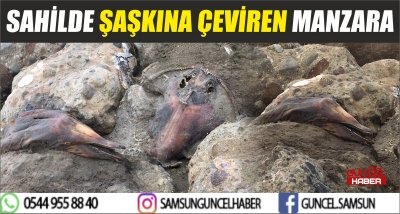 SAHİLDE ŞAŞKINA ÇEVİREN MANZARA