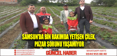 Samsun'da bin rakımda yetişen çilek, pazar sorunu yaşamıyor