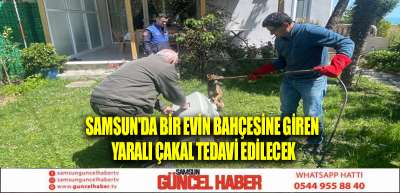 Samsun'da bir evin bahçesine giren yaralı çakal tedavi edilecek